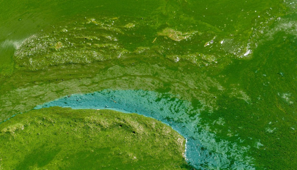 blue green algae aerial view