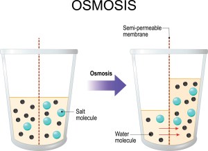 Osmosis infographic