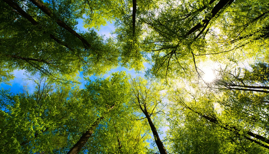 Trees in the forest with a blue sky above