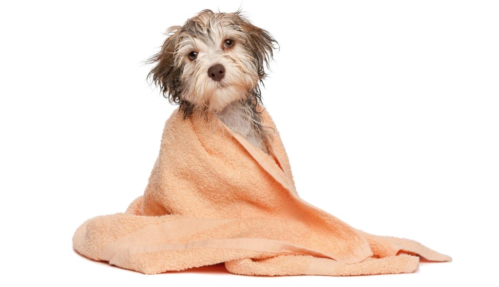 wet dog with towel