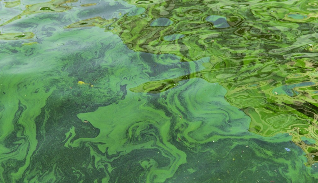 algal bloom aerial view