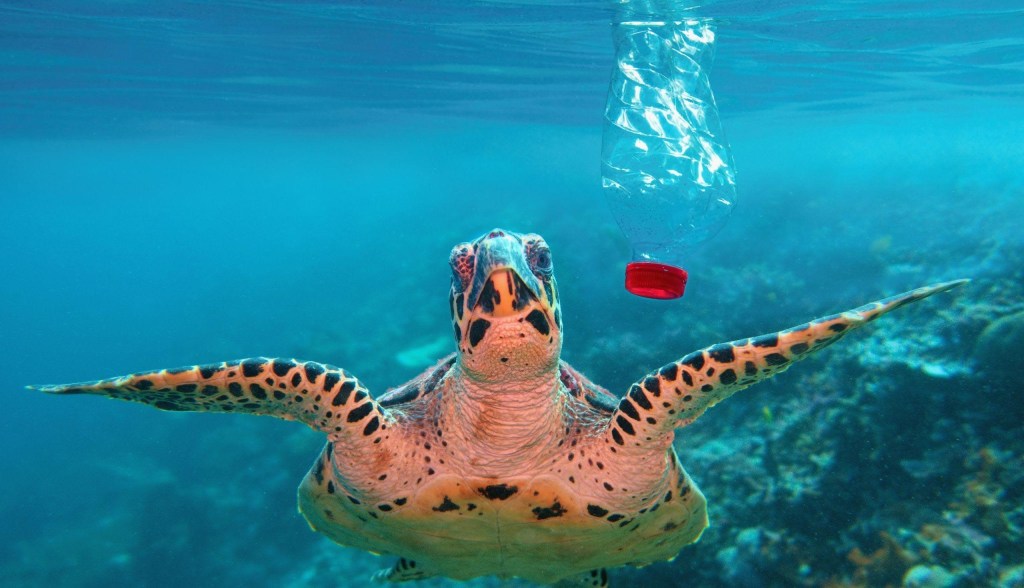 sea turtle with plastic pollution