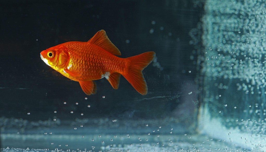 fish swimming in tank