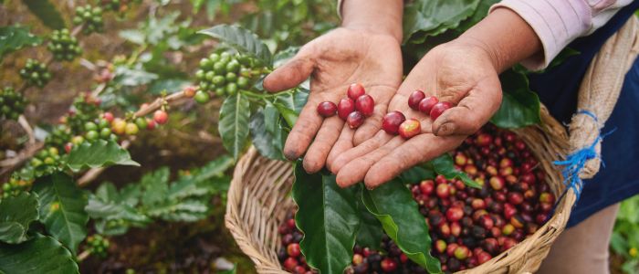 coffee fruit in hands 