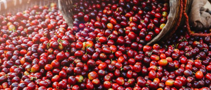 coffee fruit in a pile