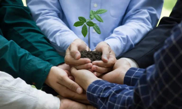 sustainable government officials holding tree bud in hands