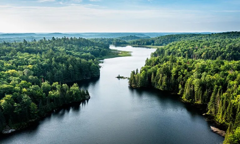 river with trees surrounding it