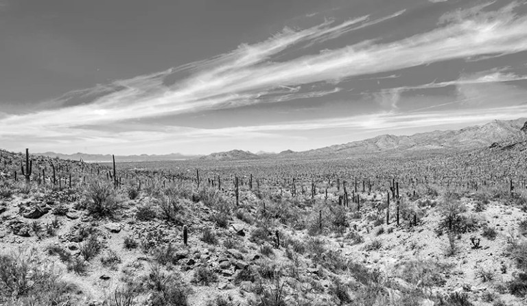 black and white cacti in Tucson AZ